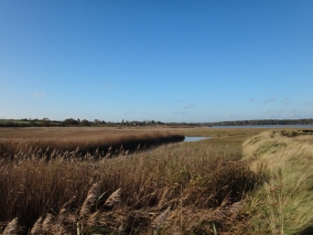 The reed beds