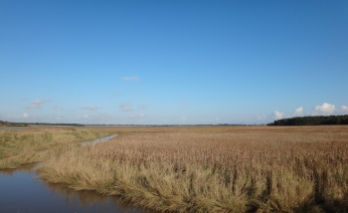 Bulcamp marshes